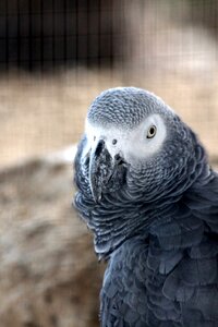 Grey parrot bird feathered race photo