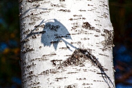 Bark forest tree photo