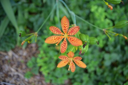 Natural dotted blossom photo