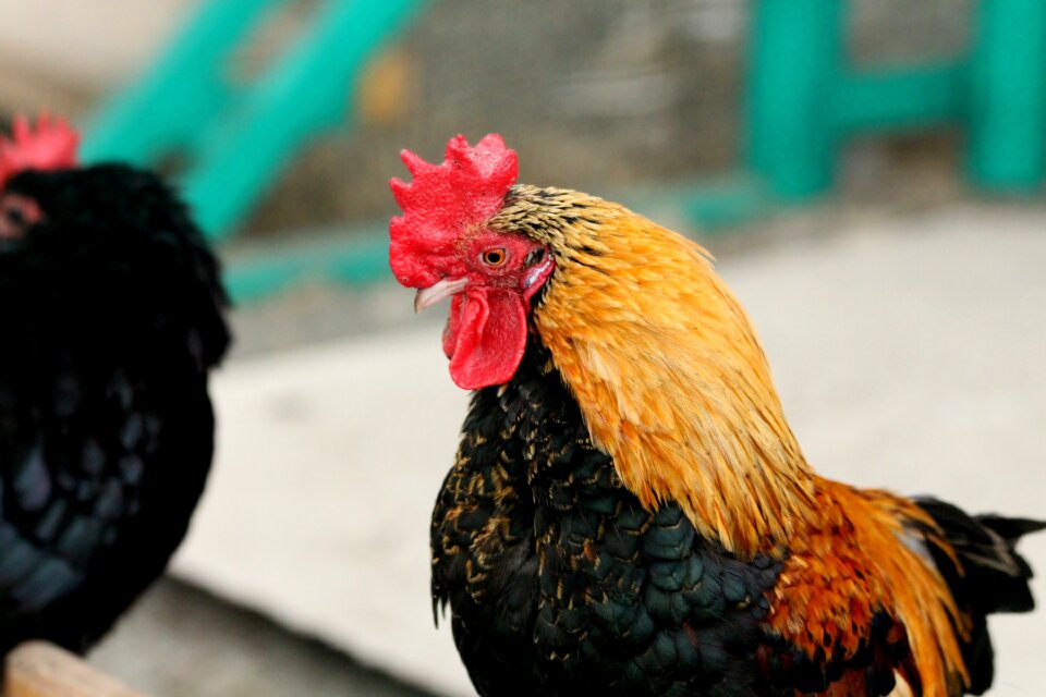 Animal bright feathers