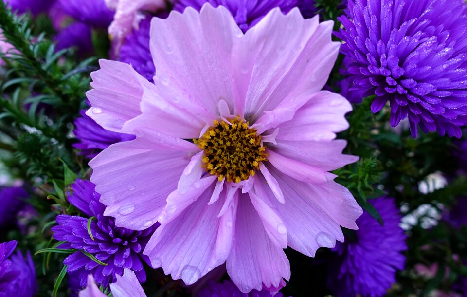 Blossom bloom plant