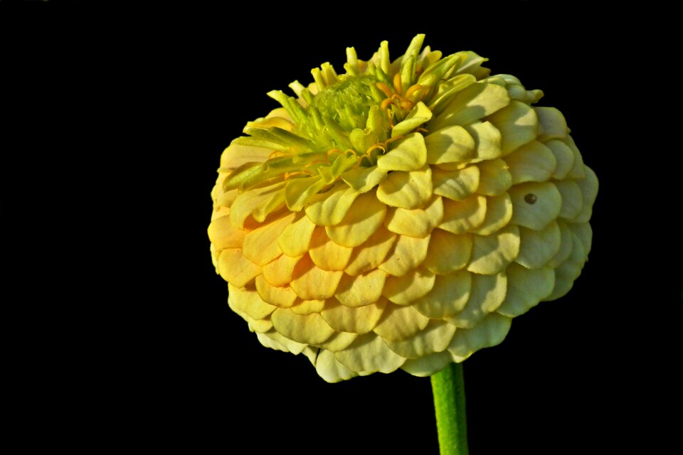 Summer the petals macro