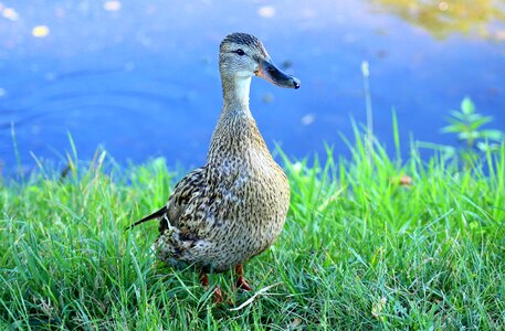 Figure pond plumage photo