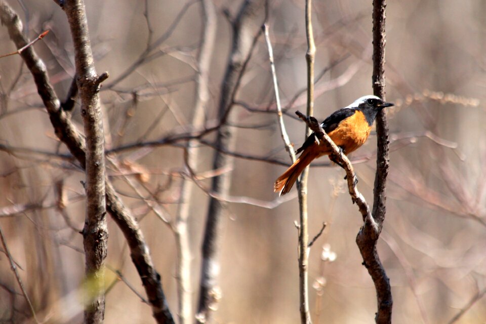Living nature wild feathered race