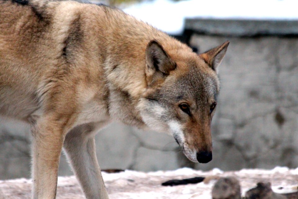 Gray wolf zoo nature