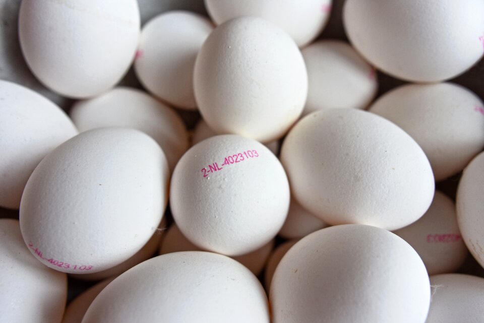 Nutrition protein animal protein