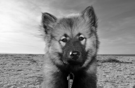 Dog eurasier orlaya photo black white puppy
