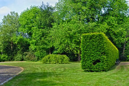 Trees lawn dwarf tree photo