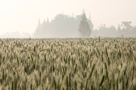 Rice gain harvest