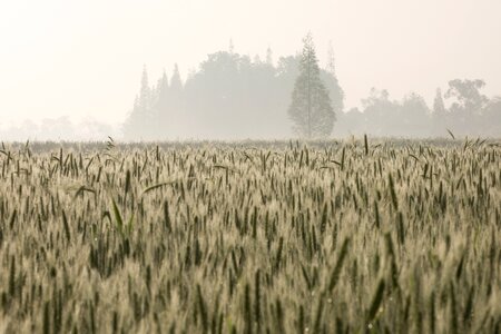 Rice gain harvest photo