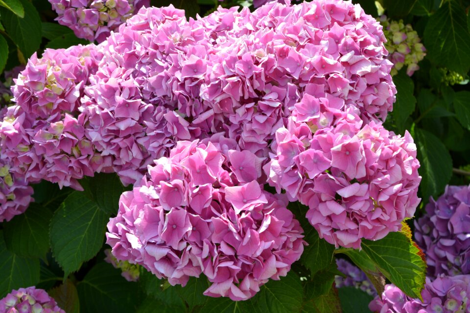 Summer pink garden
