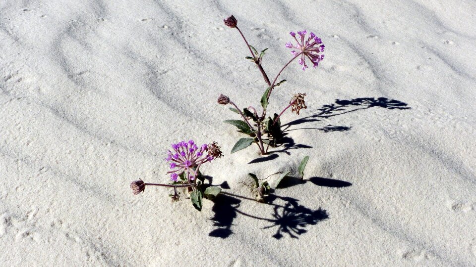 Flowers dry dunes photo