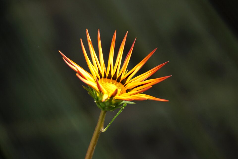 Spikes nature floral