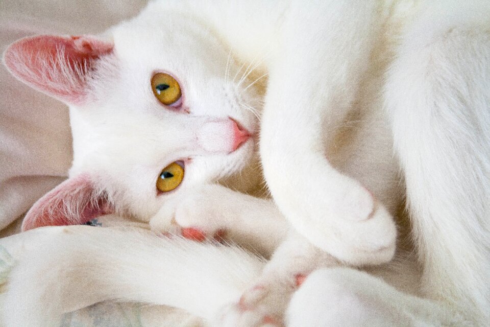 Kitten portrait pet