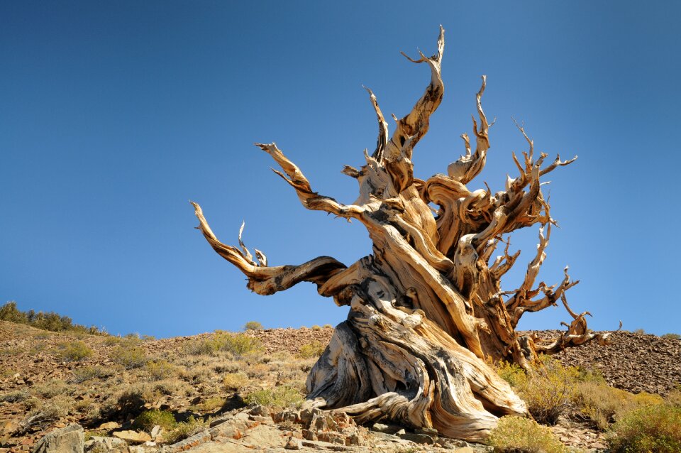 Blue sky bristlecone pine california