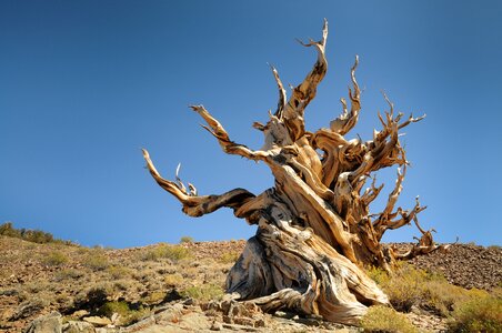 Blue sky bristlecone pine california