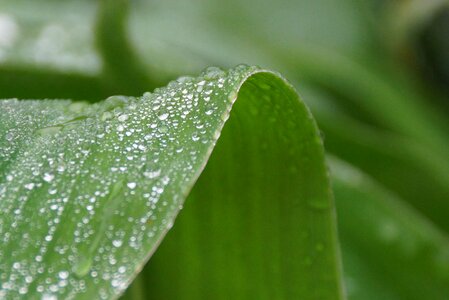 Droplets raindrops green photo