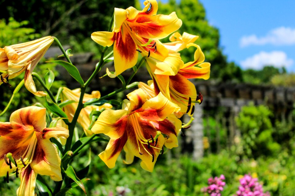Nature bloom flora