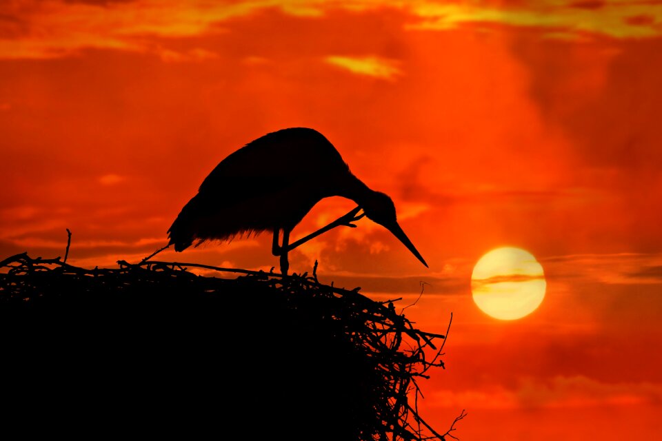 Nest scratching leg