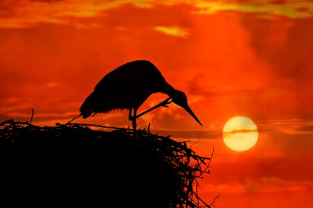 Nest scratching leg