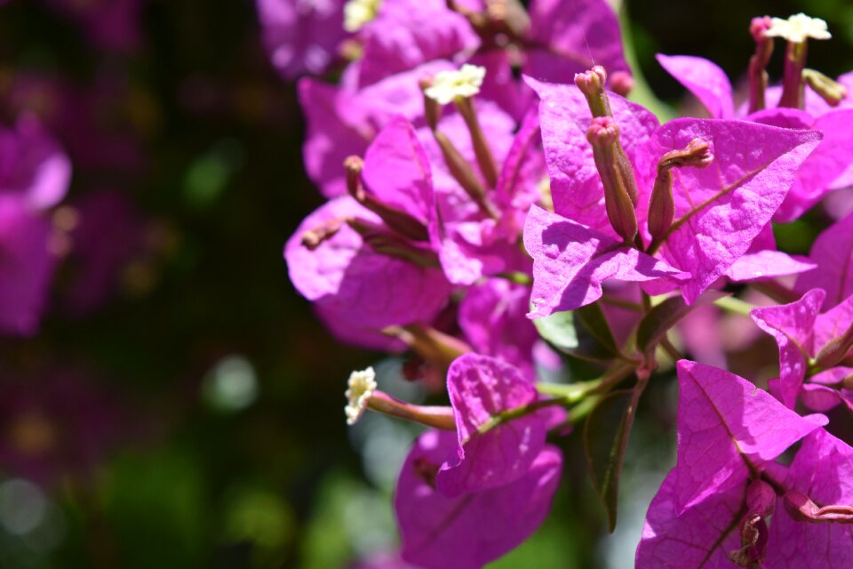 Pink macro garden
