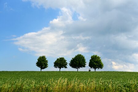 Four quadruplets meadow
