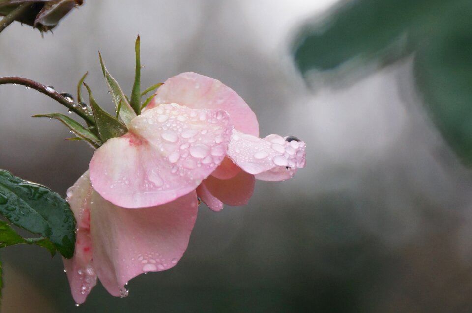 Rose petals waterdrops