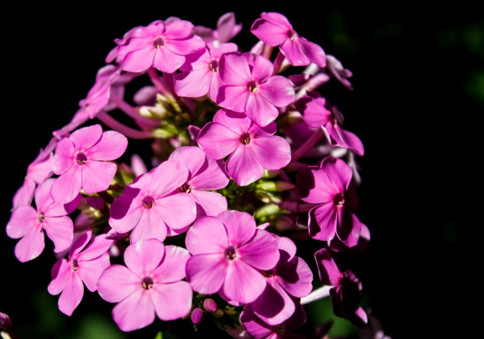 Blossom garden summer