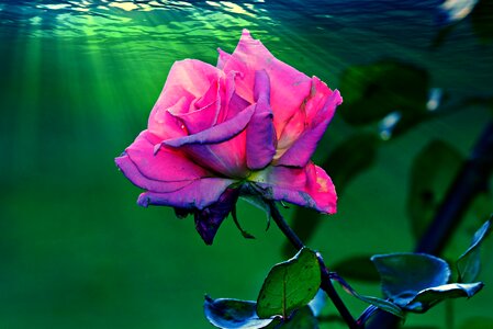 Petal pink leaf