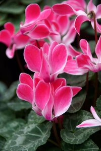 White cyclamen flowers
