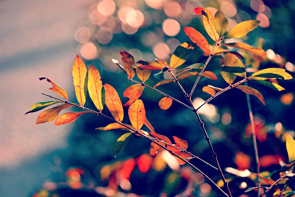Twig colorful bright