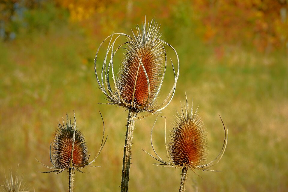 Barbed nature autumn
