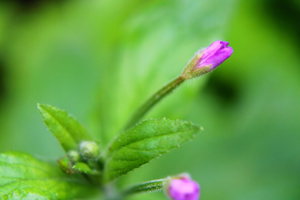 Lilac green macro