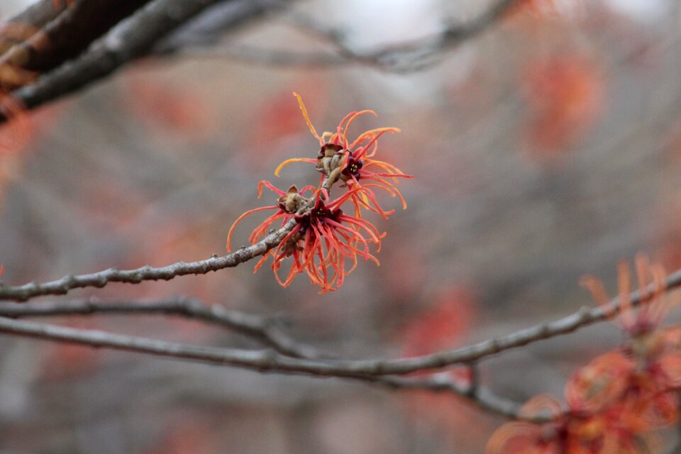 Bush nature branch