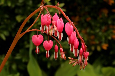 Garden bleeding heart flower