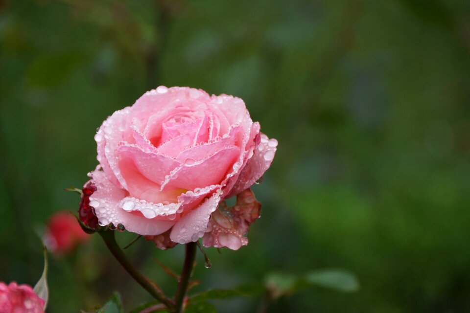 Raindrops delicate flower