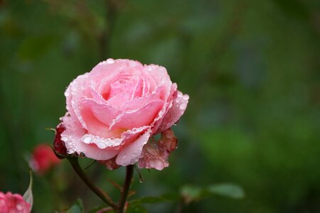 Raindrops delicate flower photo