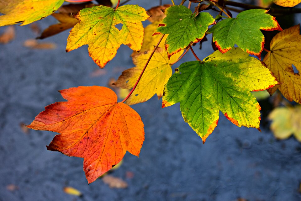 Foliage nature seasonal