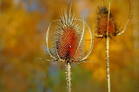 Plant meadow autumn