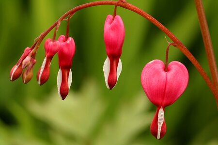 Garden bleeding heart flower
