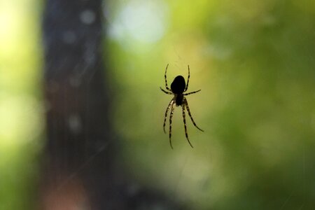 Nature close up arachnid