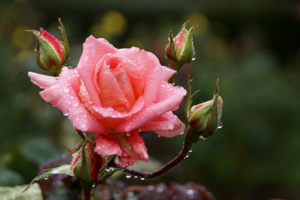 Raindrops delicate flower