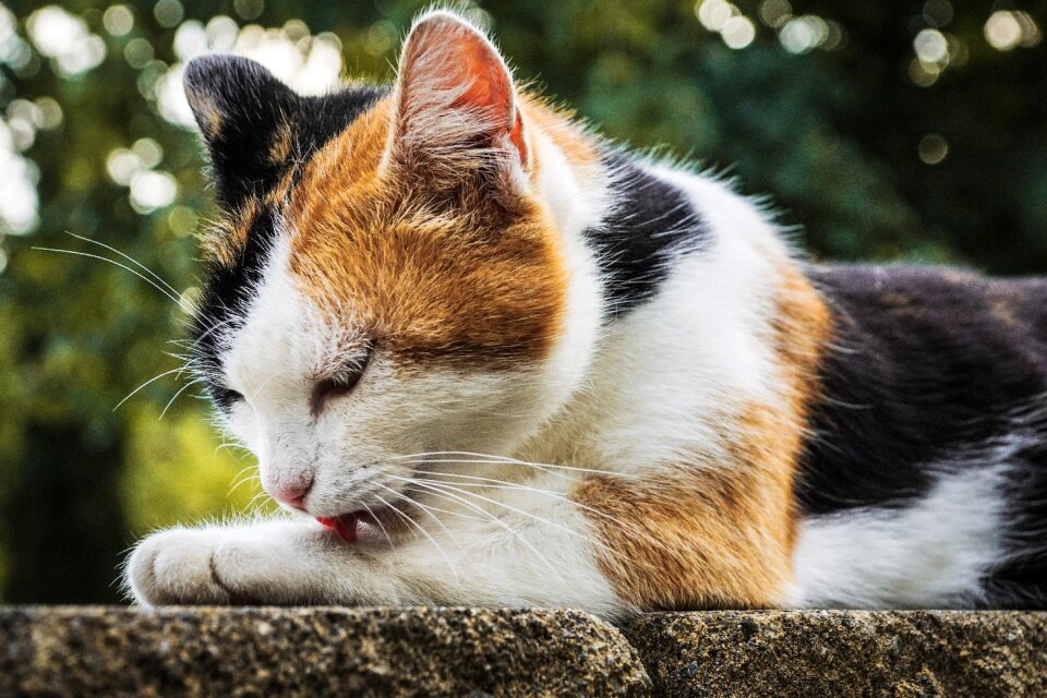 Domestic cat mieze animal