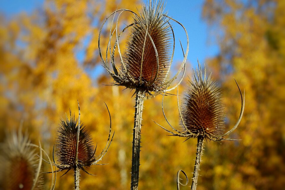 Meadow barbed autumn