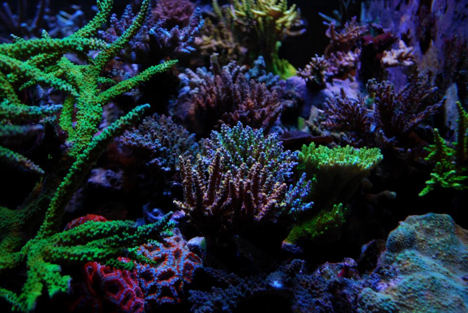 Reef tank sps corals