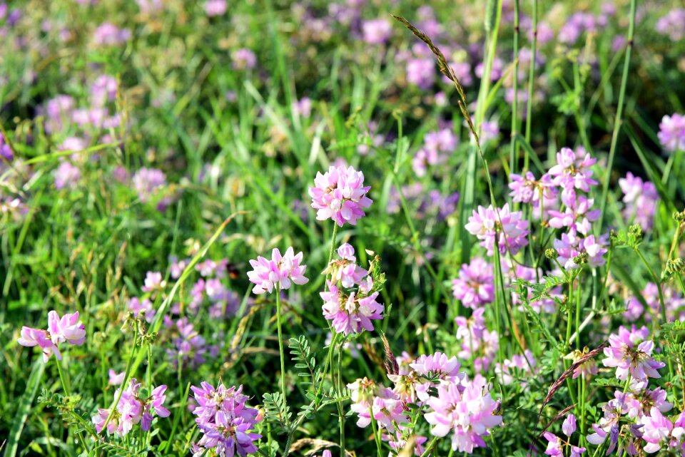 Flowers wild flowers grass