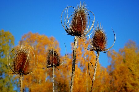 Autumn dry plant photo