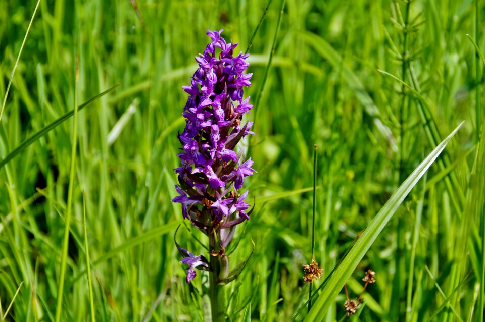 Flower flowering meadow wetland