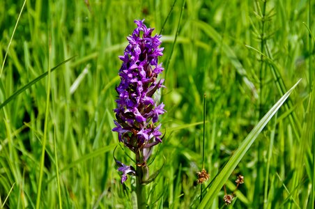 Flower flowering meadow wetland photo