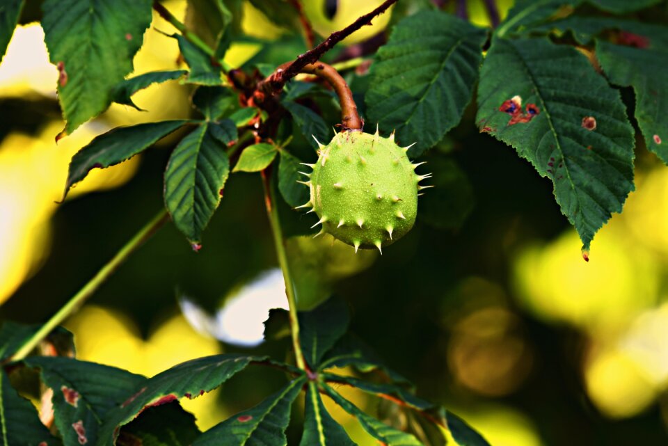 Branch foliage castanea